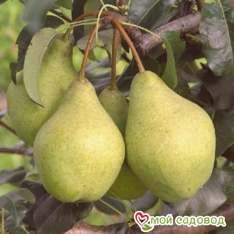 Груша Ноябрьская