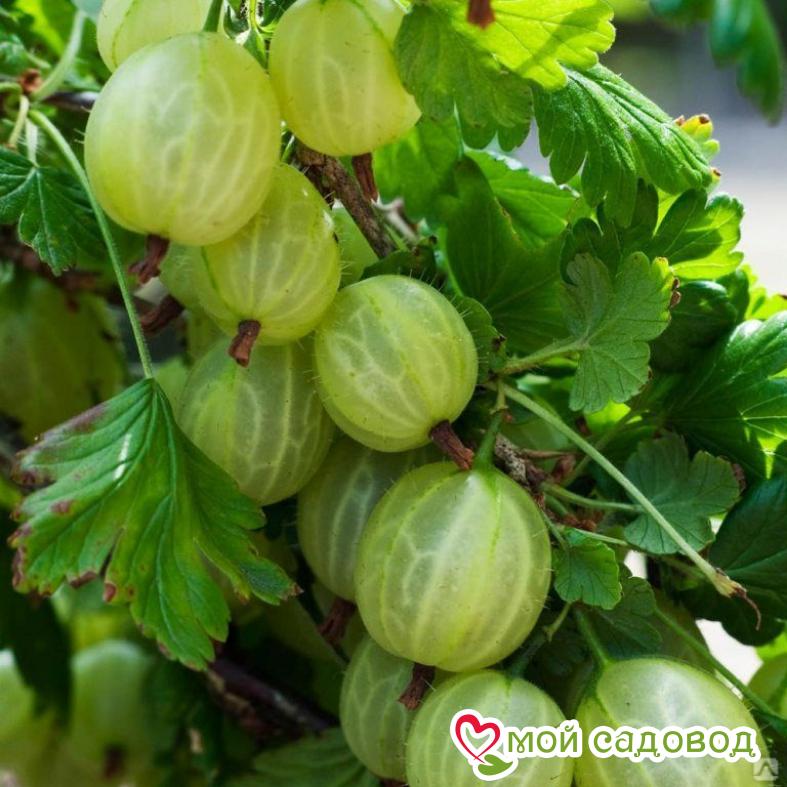 Крыжовник Самородок