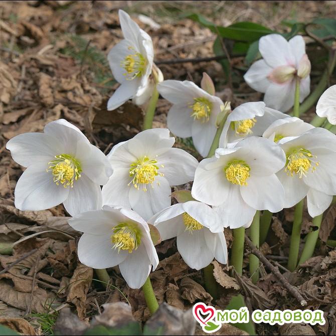 Морозник Вайт