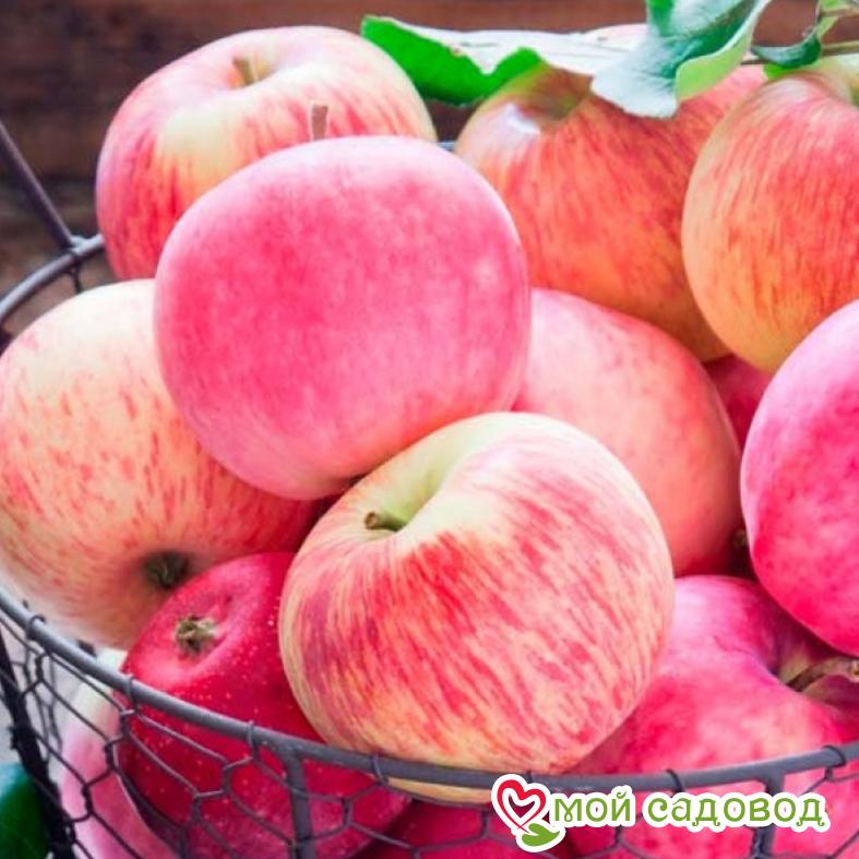 Яблоня Розовый налив, раннеспелый сорт