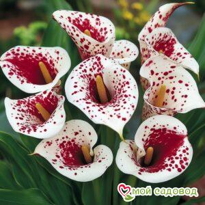 Калла Эмпайр